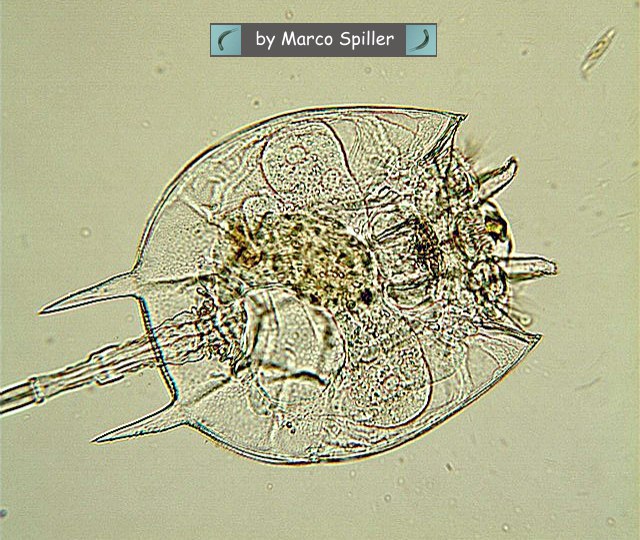 Platyias quadricornis: un brachionide fortunato in amore